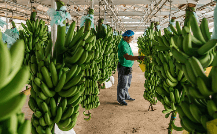 Lapanday Foods Corporation, Banana, business corporate information